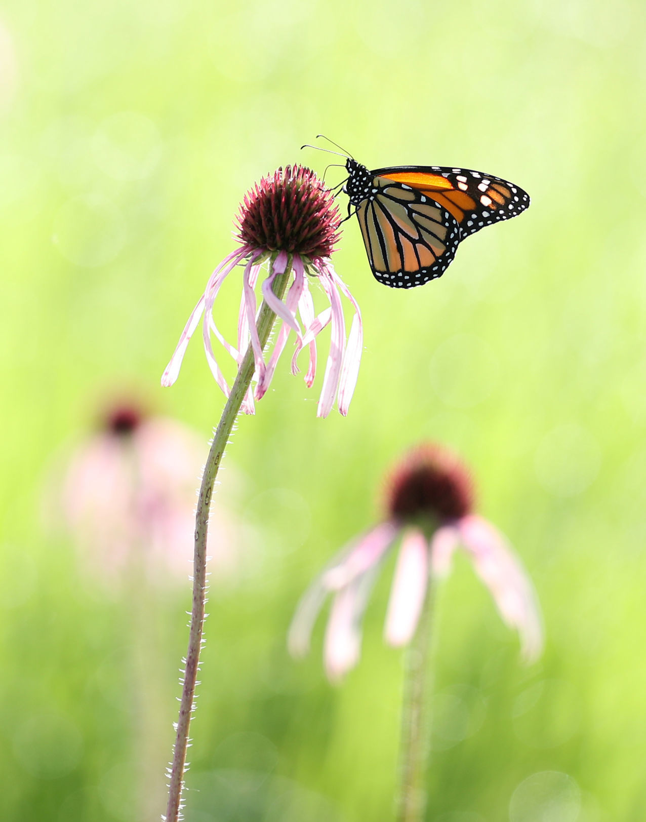 062720bp-wild-art-monarch